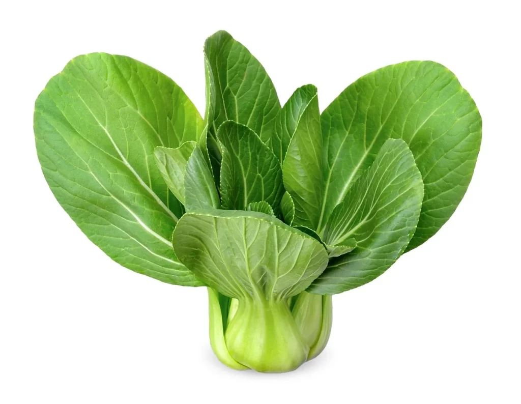 Green Bok Choy Vegetable Crisp Fresh