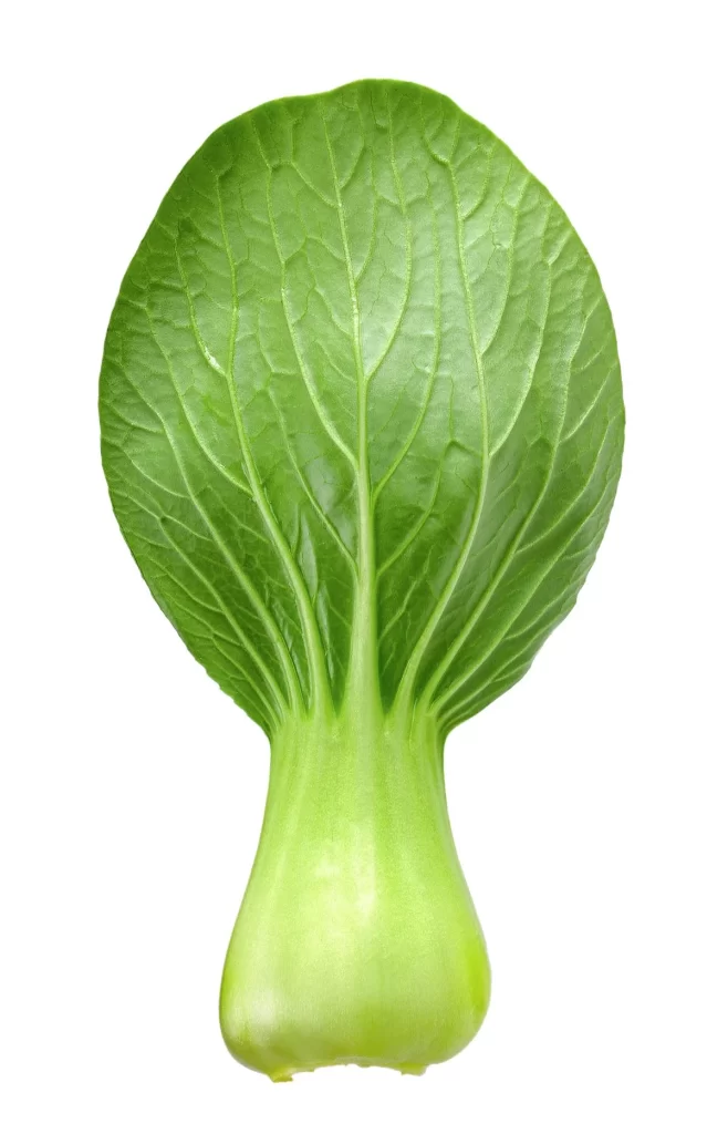 Green Bok Choy Vegetable Crisp Fresh