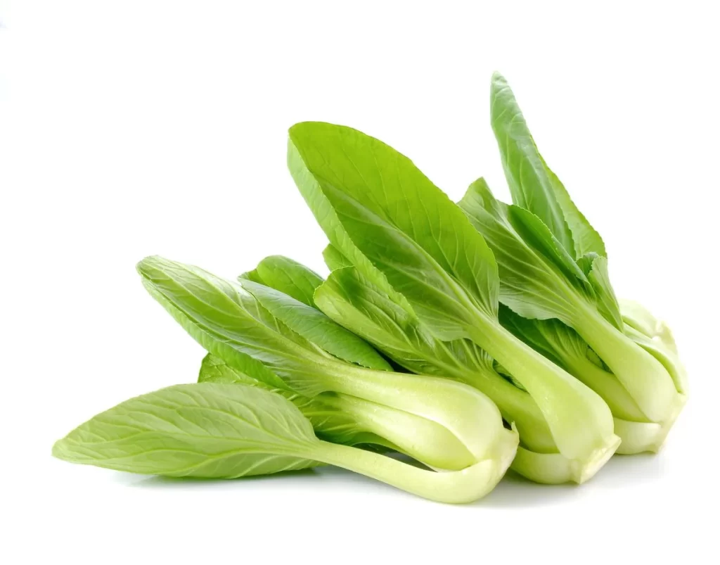 Green Bok Choy Vegetable Crisp Fresh