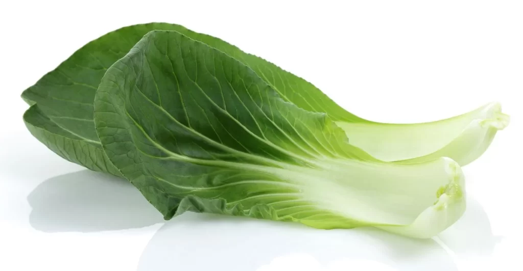 Green Bok Choy Vegetable Crisp Fresh