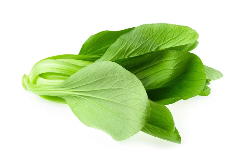 Green Bok Choy Vegetable Crisp Fresh
