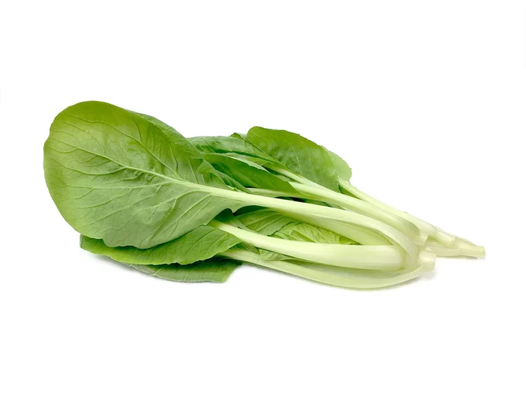 Green Bok Choy Vegetable Crisp Fresh