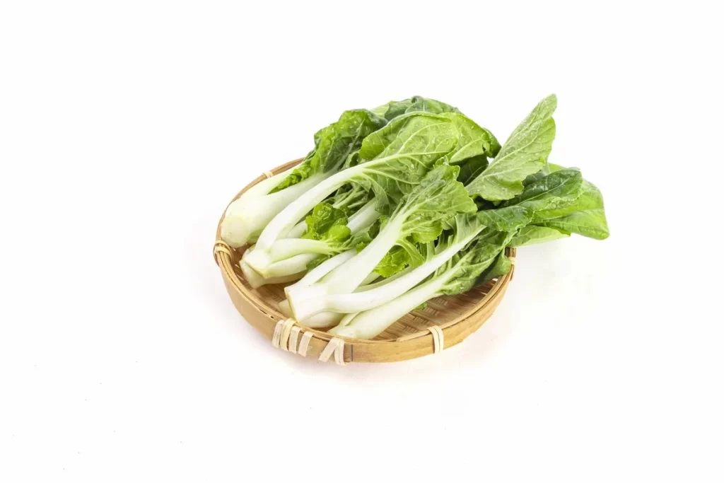 Green Bok Choy Vegetable Crisp Fresh