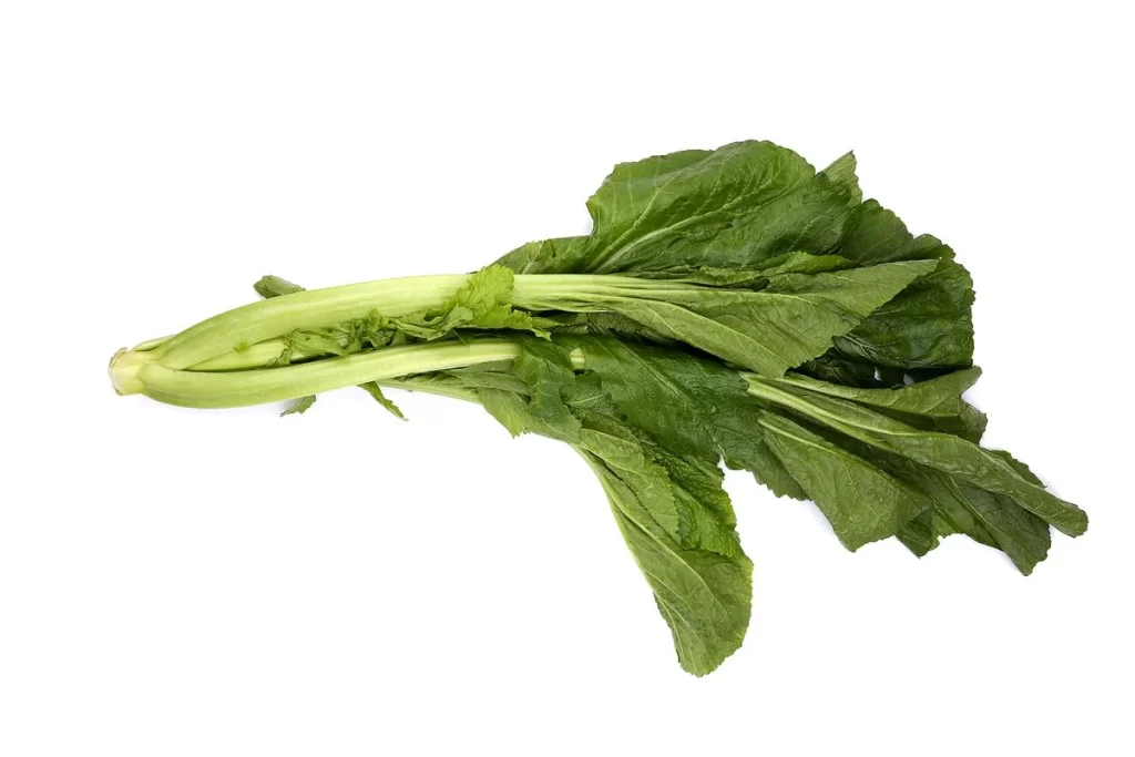 Green Bok Choy Vegetable Crisp Fresh