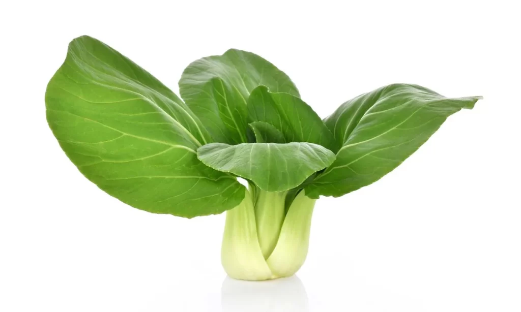 Green Bok Choy Vegetable Crisp Fresh