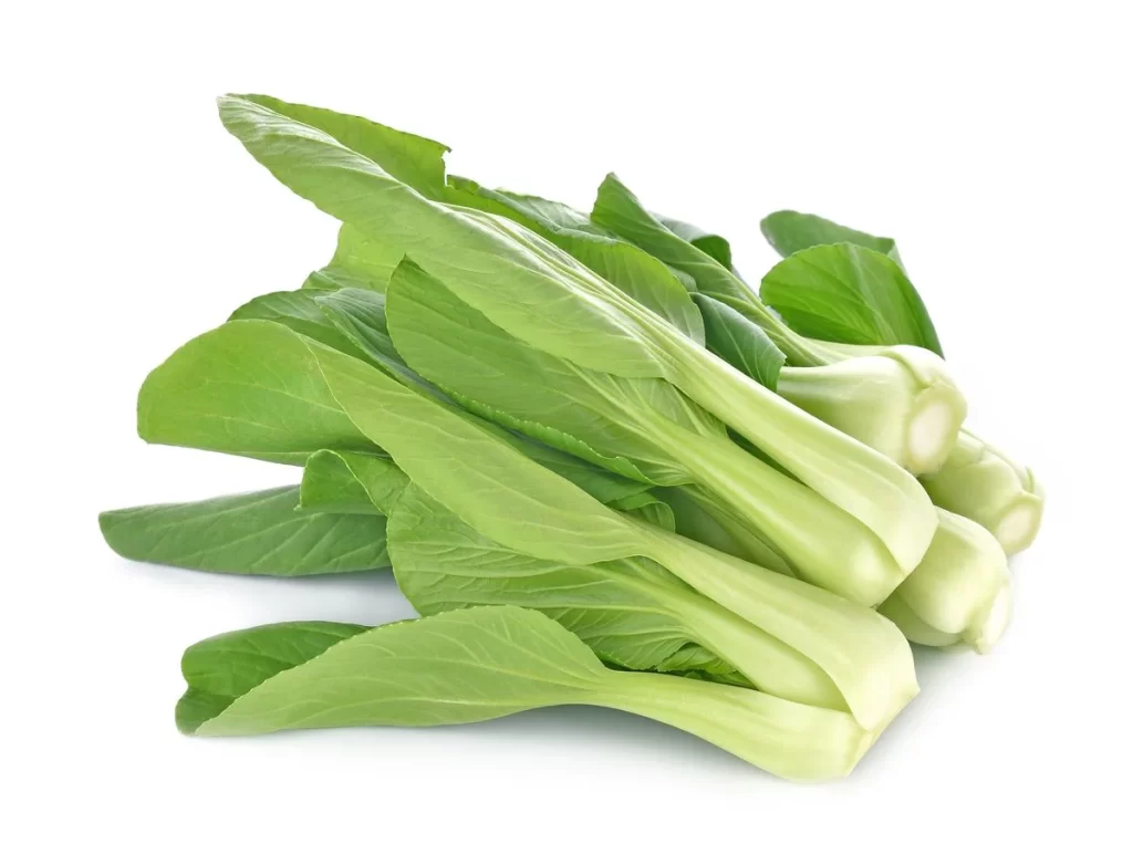 Green Bok Choy Vegetable Crisp Fresh