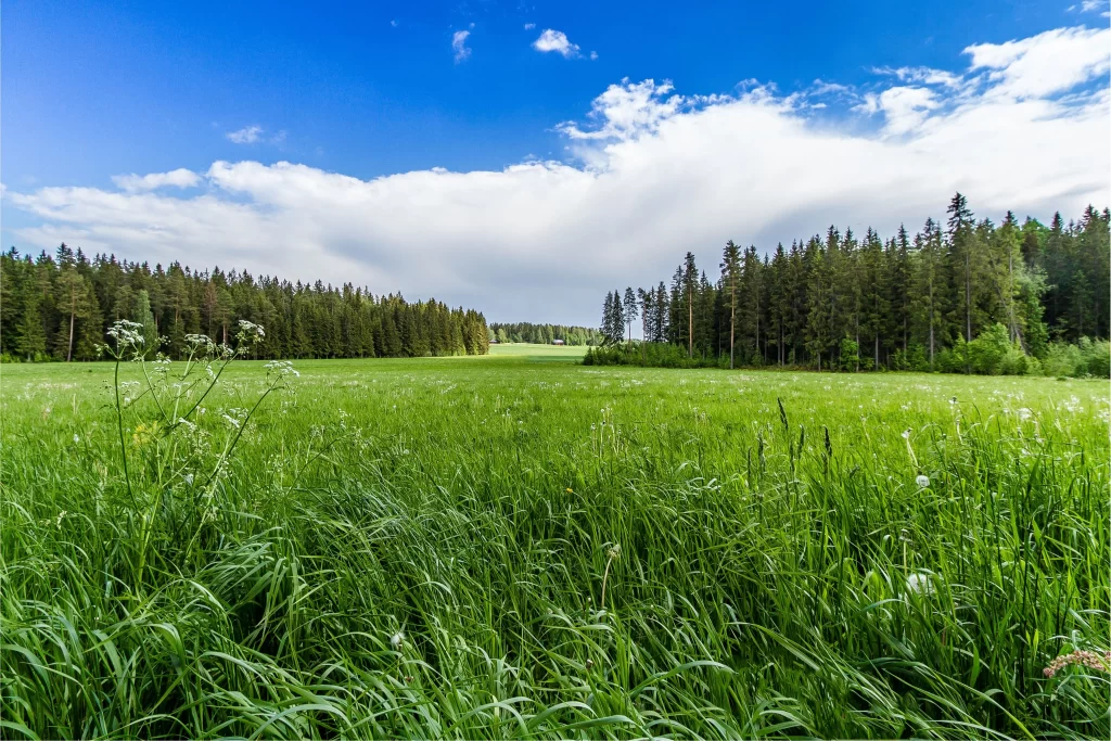 green grass blue sky white clouds forest field nature landscape