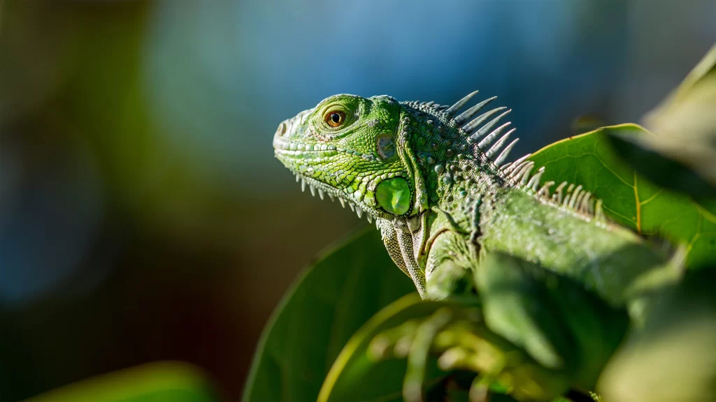 Green Iguana Nature Sunlight Leaves Texture
