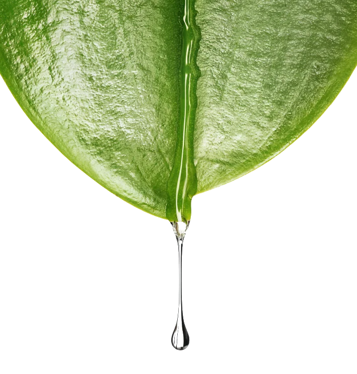 Green Leaf Water Droplet Clear
