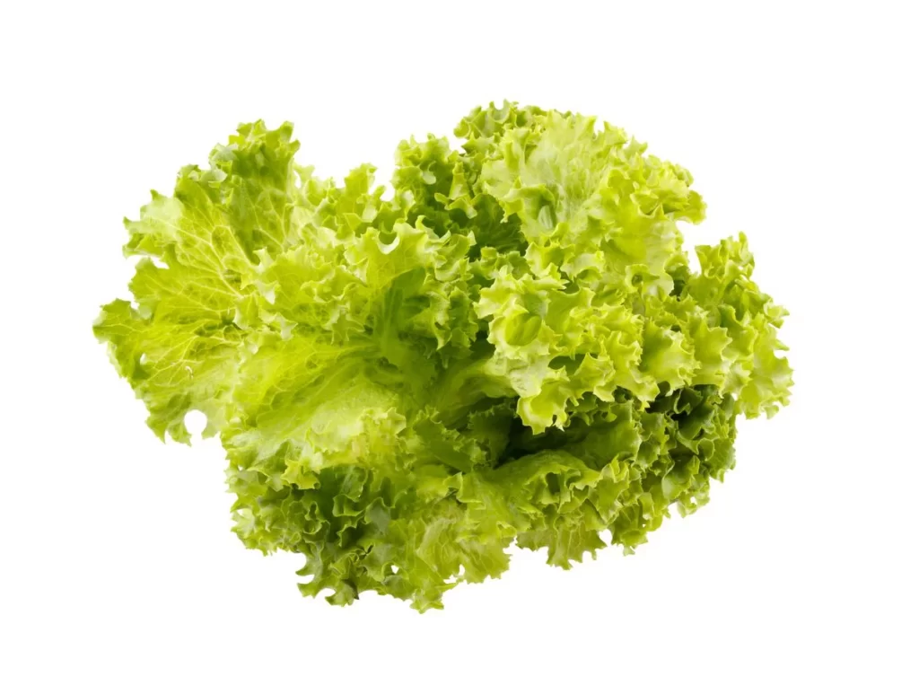 Green Leafy Lettuce Crisp Fresh