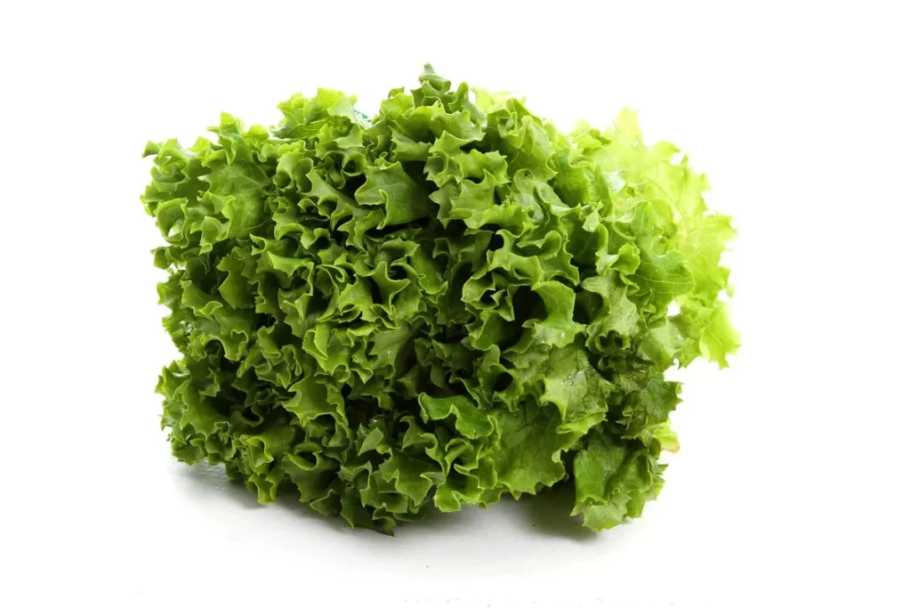 Green Leafy Lettuce Crisp Fresh