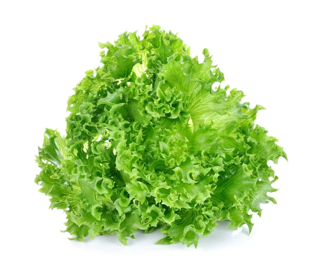 Green Leafy Lettuce Crisp Fresh