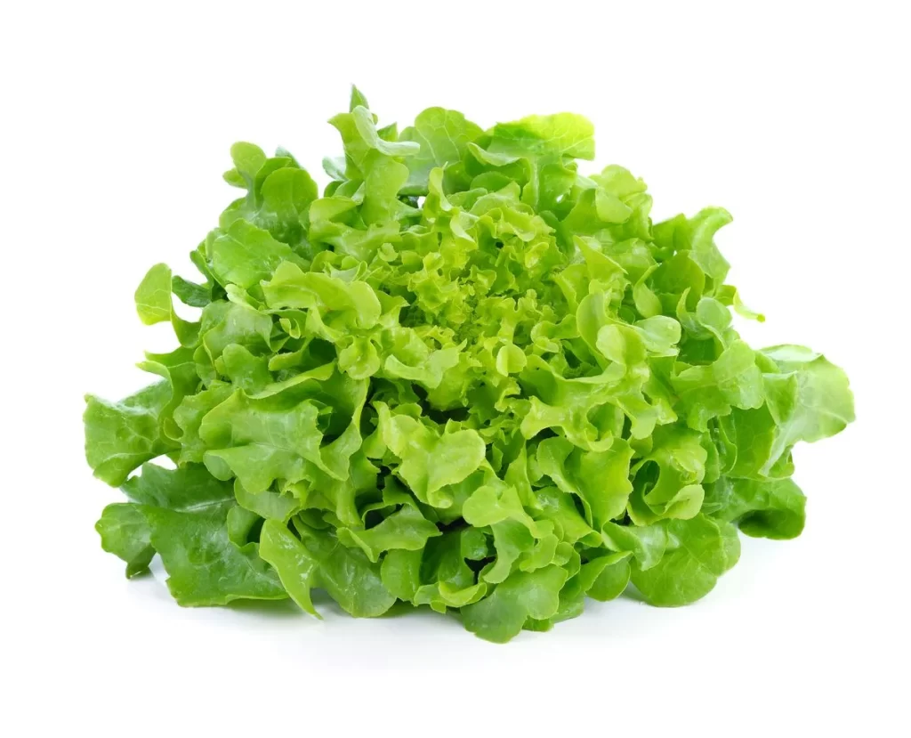 Green Leafy Lettuce Crisp Fresh