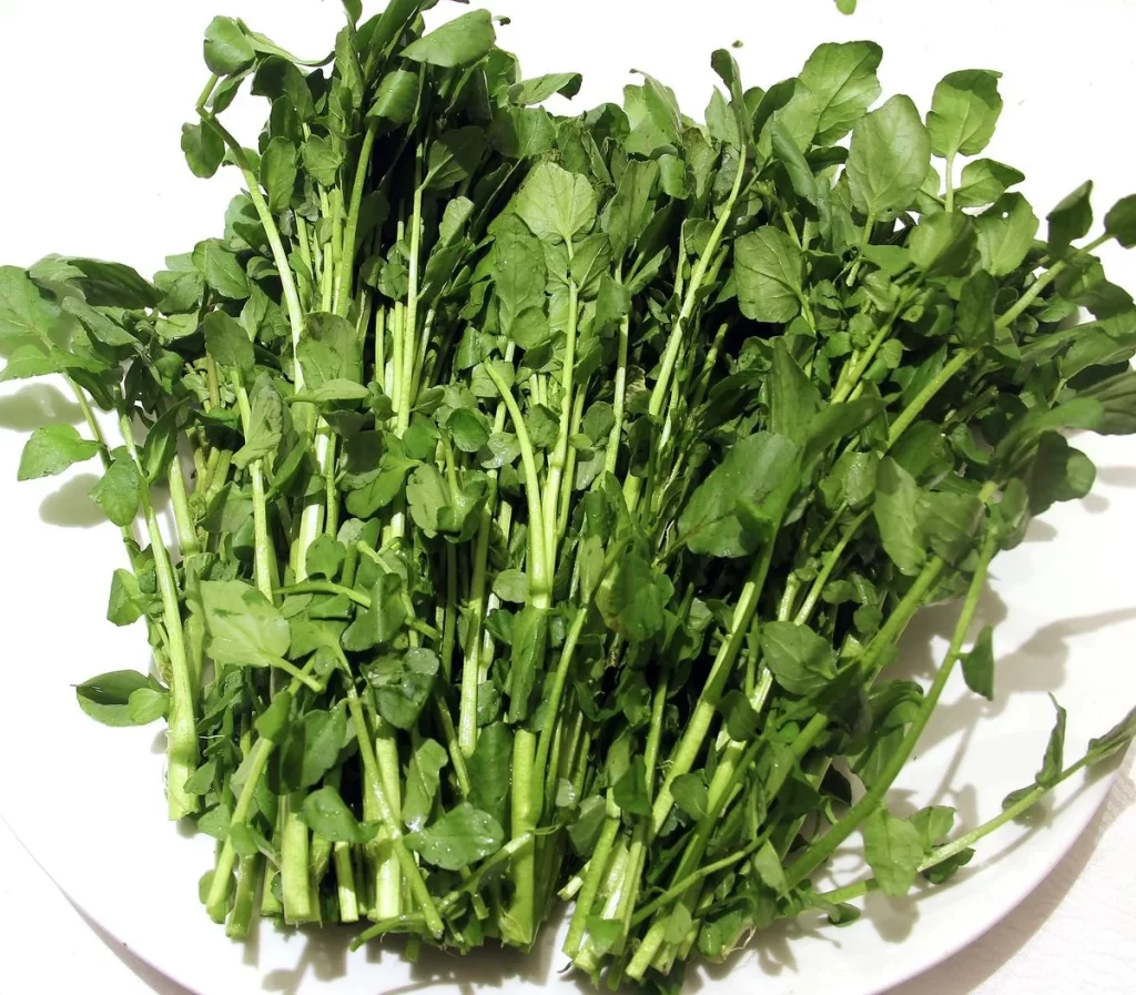Green Leafy Vegetable Fresh Tender