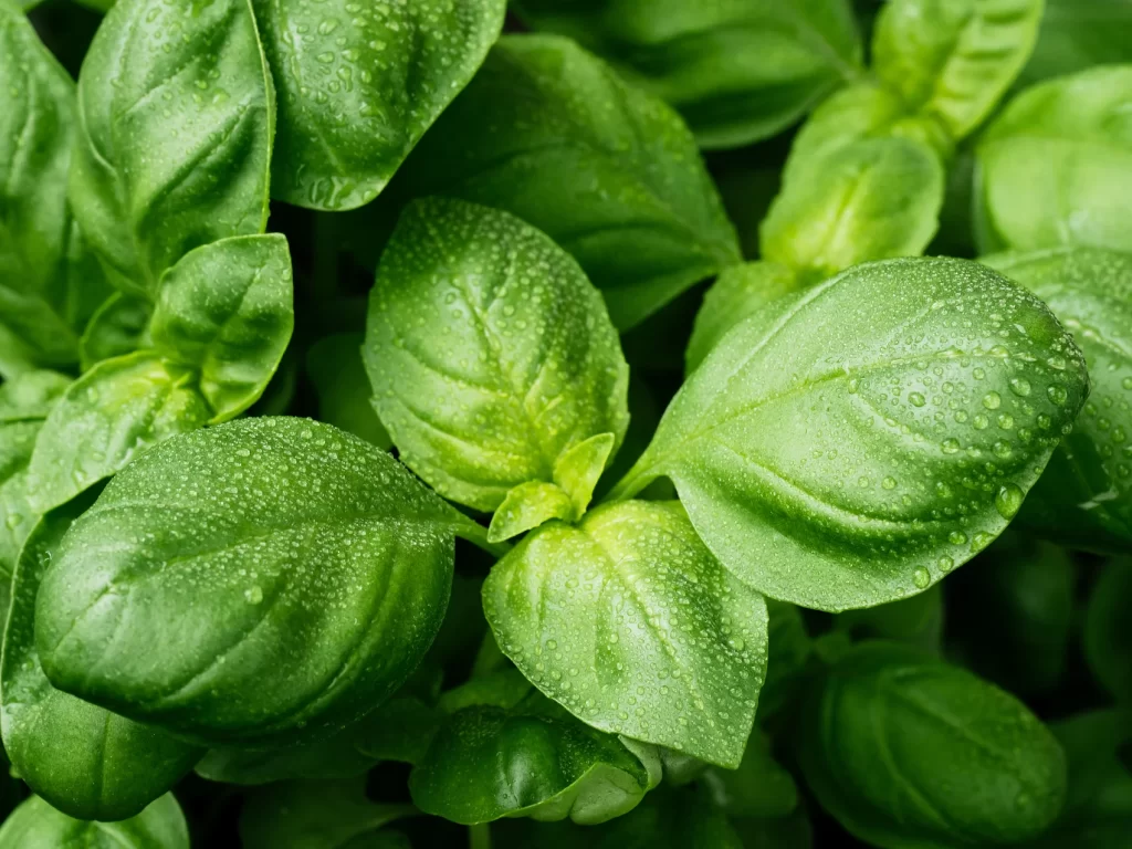 Green Leaves Basil Water Droplets Fresh Vibrant