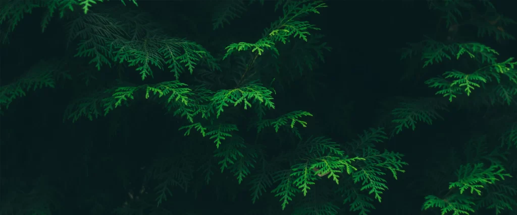 Green Leaves Dark Background Nature Tranquility Foliage Serene