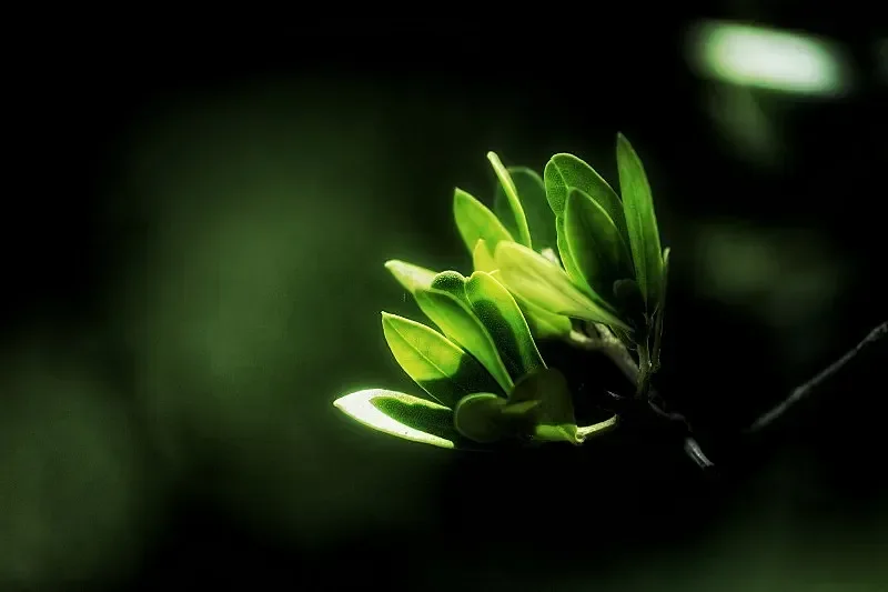 Green Leaves Sunlight Nature Growth Branch