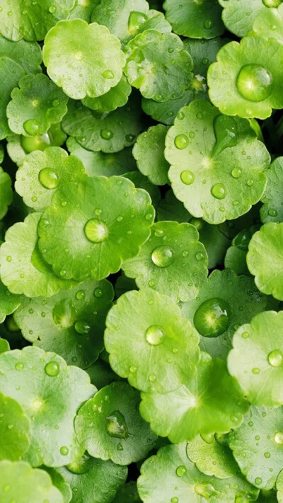 Green Leaves Water Droplets Fresh Nature