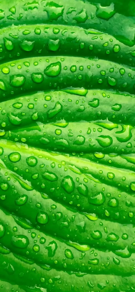 Green Leaves Water Droplets Nature Texture Vibrant