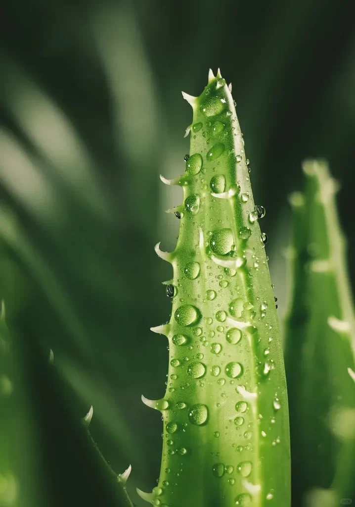 Green Leaves Water Droplets Sharp Edges Nature