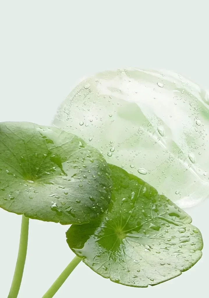 Green Leaves Water Droplets Transparent