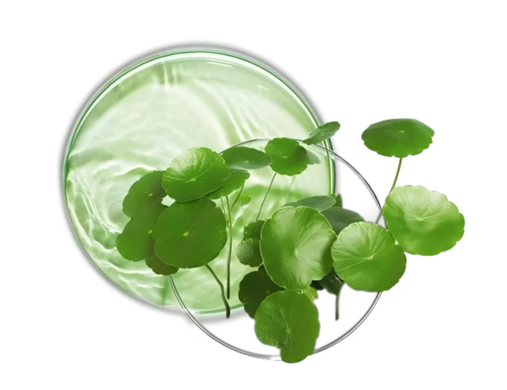 Green Leaves Water Droplets Transparent Circular