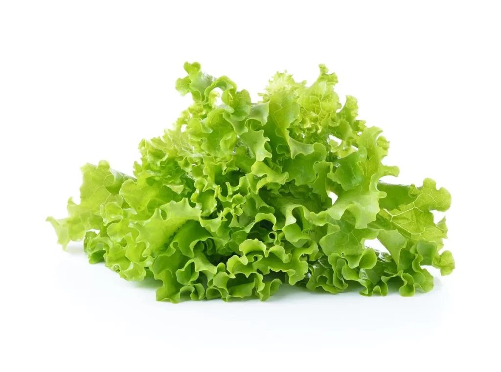 Green Lettuce Leafy Crisp Fresh