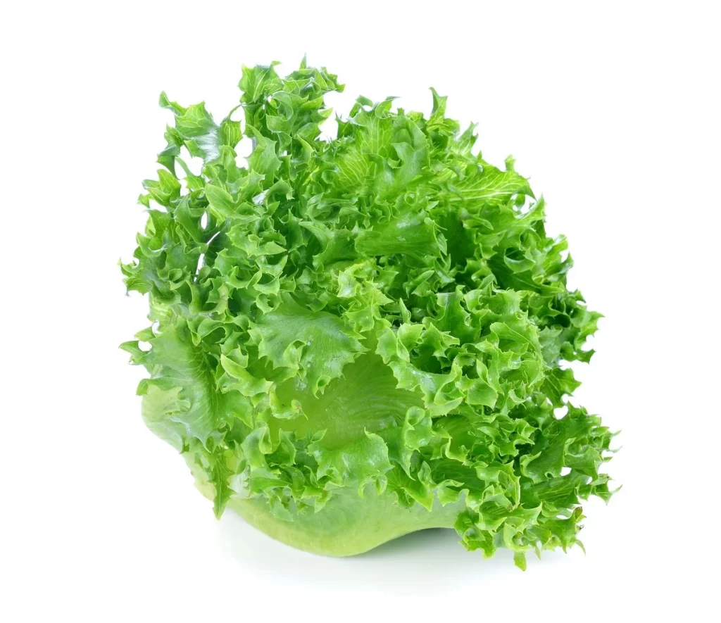 Green Lettuce Leafy Crisp Fresh