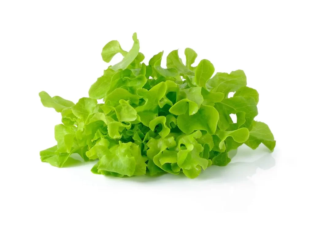 Green Lettuce Leafy Crisp Fresh