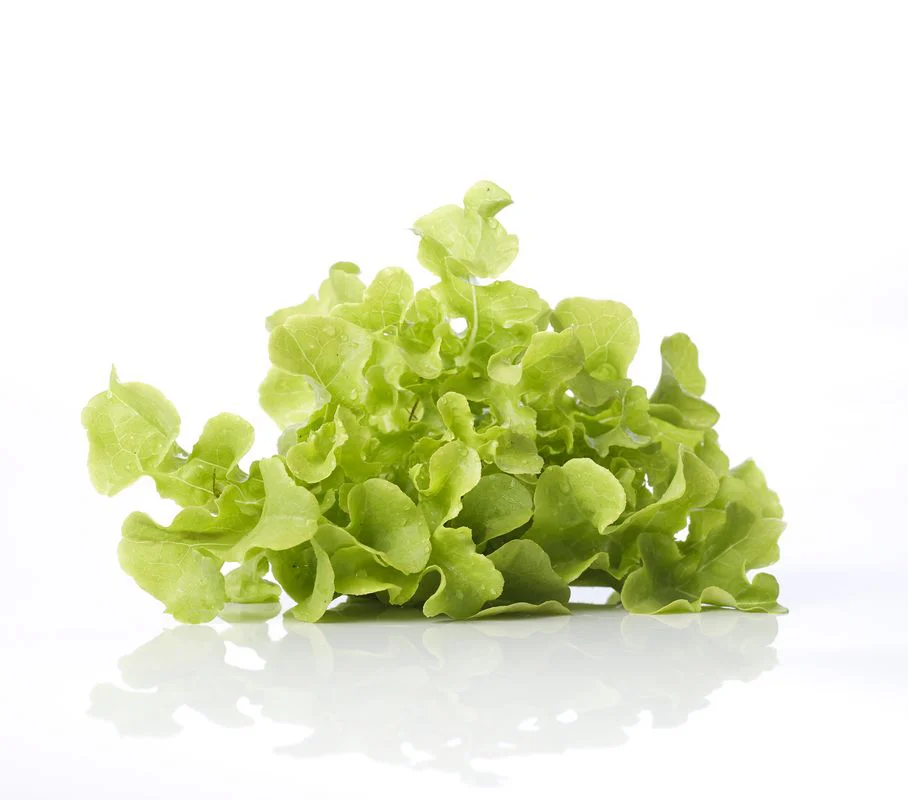 Green Lettuce Leafy Crisp Fresh