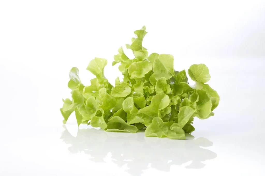 Green Lettuce Leafy Fresh Crisp