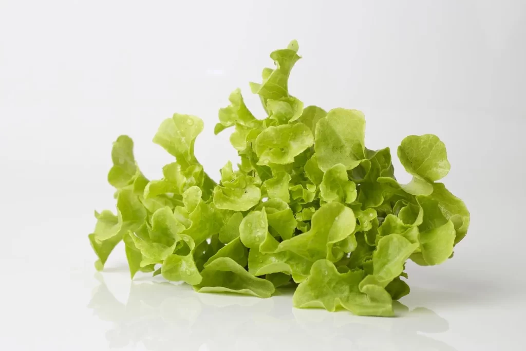 Green Lettuce Leafy Fresh Crisp