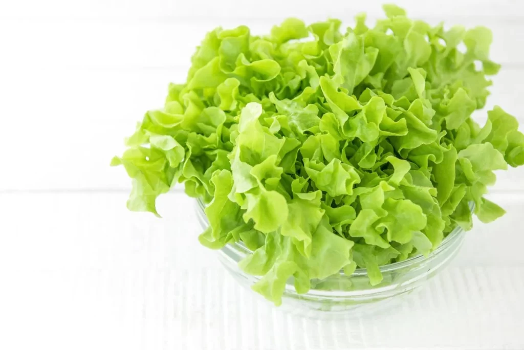 Green Lettuce Leafy Fresh Crisp