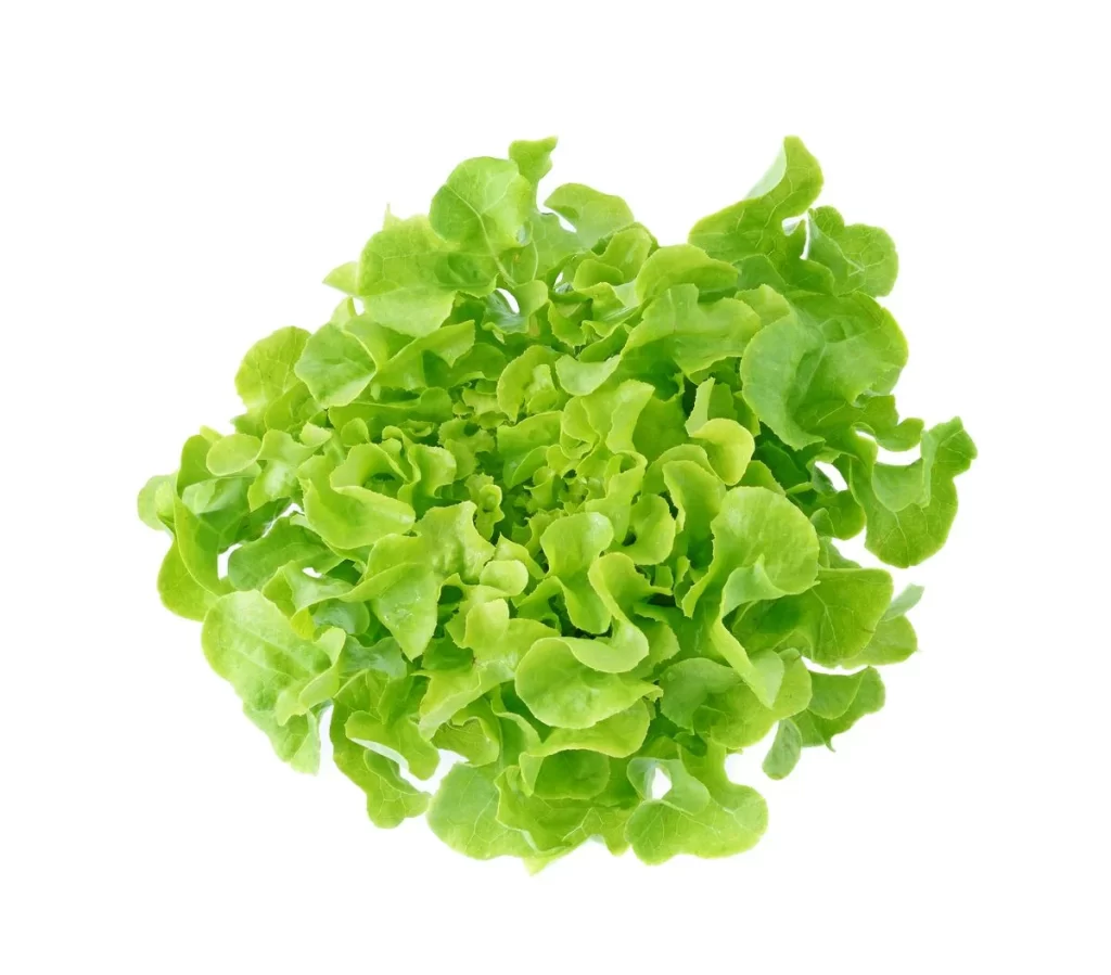 Green Lettuce Leafy Fresh Crisp