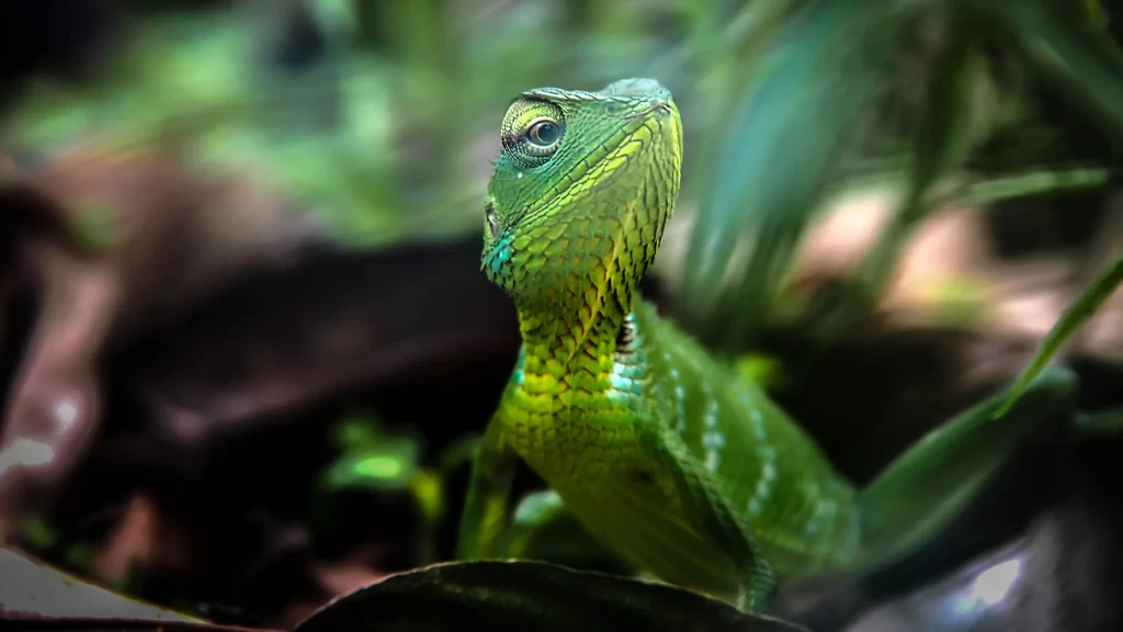 Green Lizard Nature Forest Leaves Camouflage