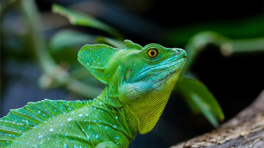 Green Lizard Scales Nature Background