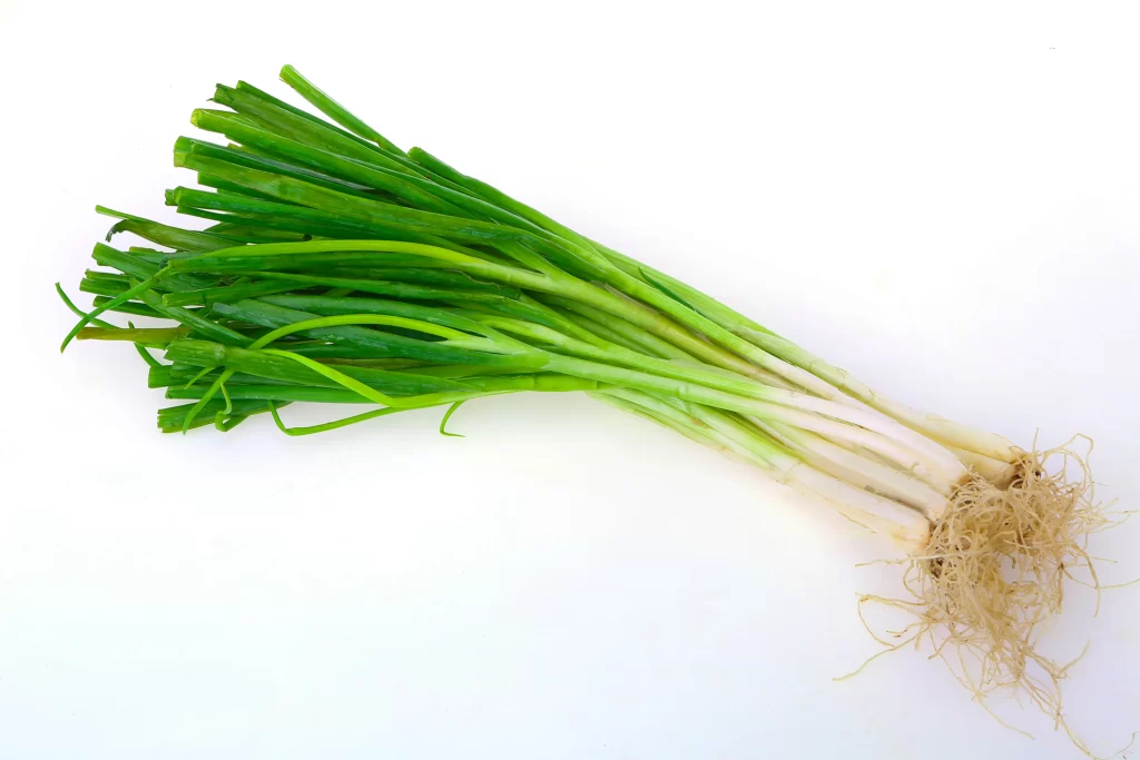 Green Onion Fresh Long Root