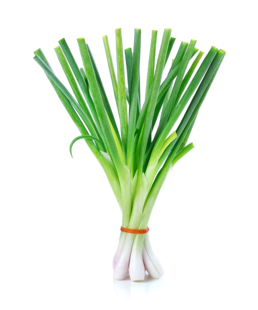 Green Onion Fresh Long Stalks White Bulbs