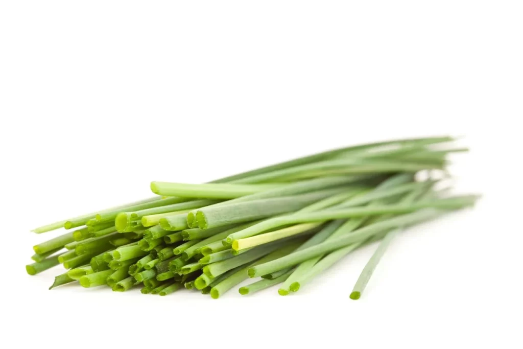 Green Onion Fresh Long Thin