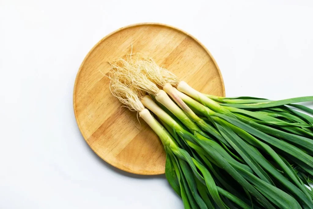 Green Onion Fresh Long White Root