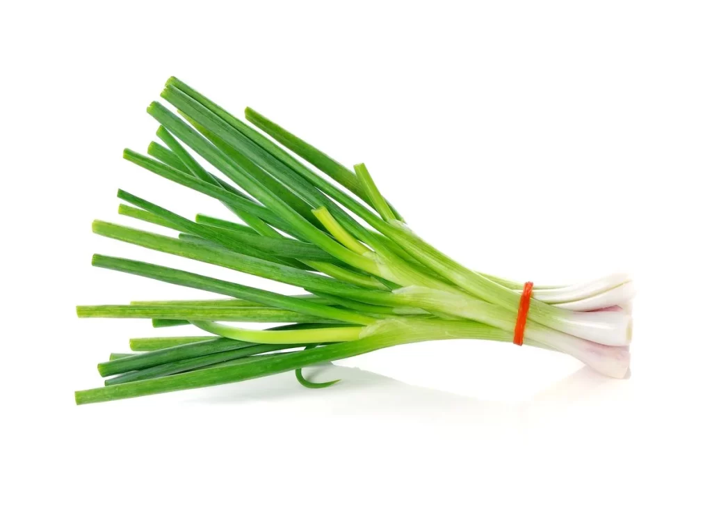 Green Onion Fresh Long White Root