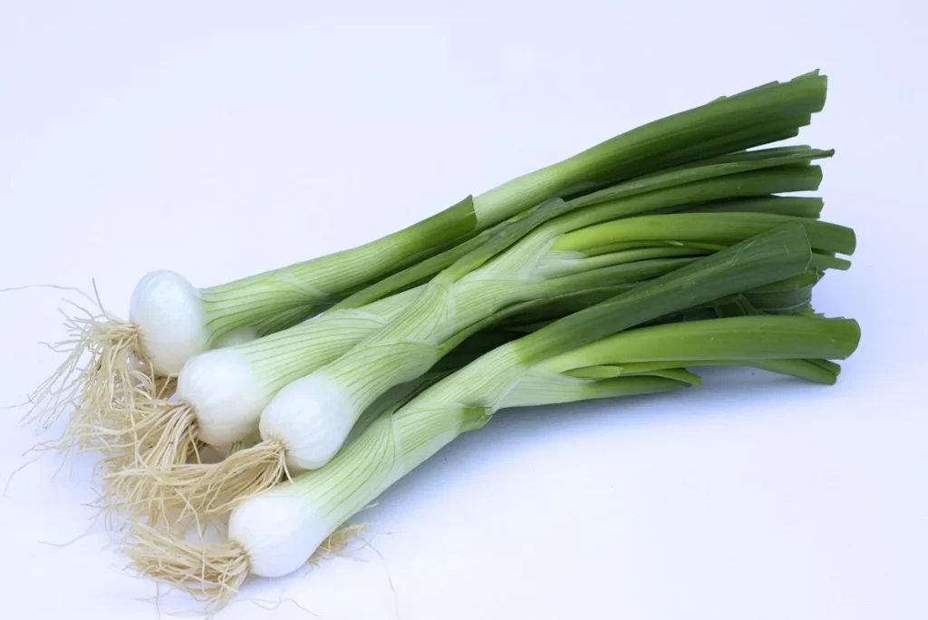 Green Onion Fresh White Root