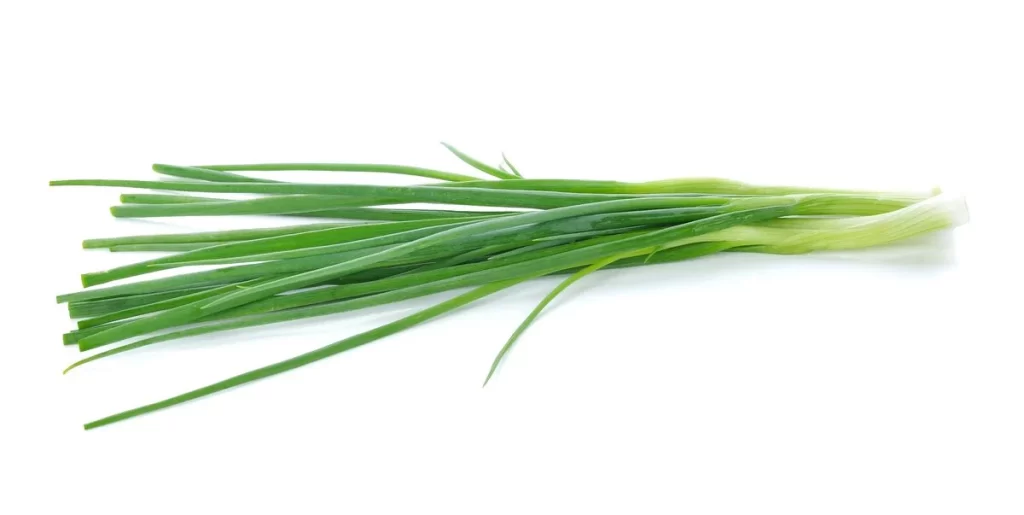 Green Onion Long Thin Fresh