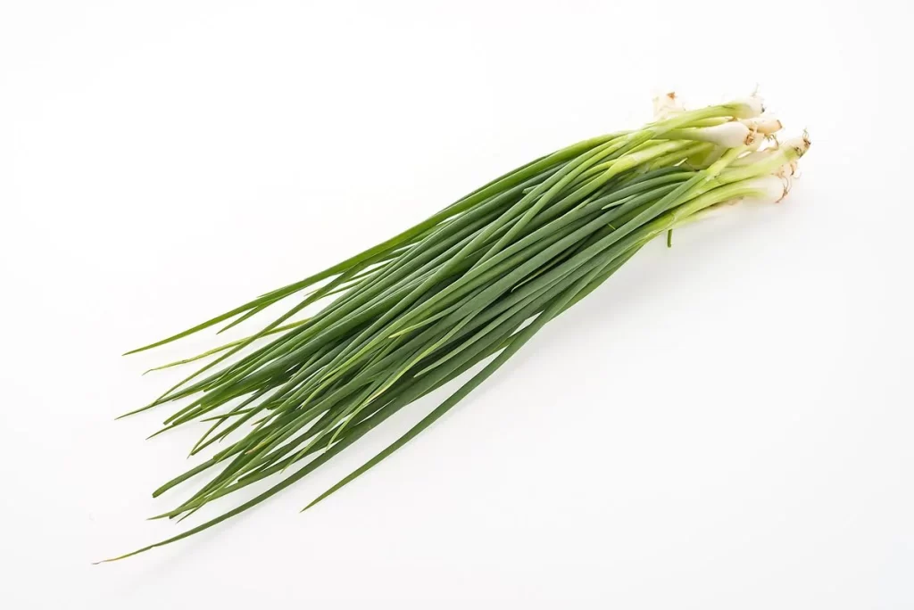 Green Onion Long Thin Fresh