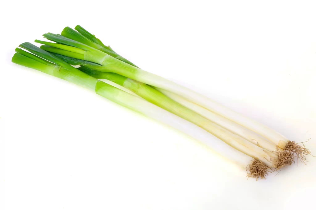 Green Onion Long White Root
