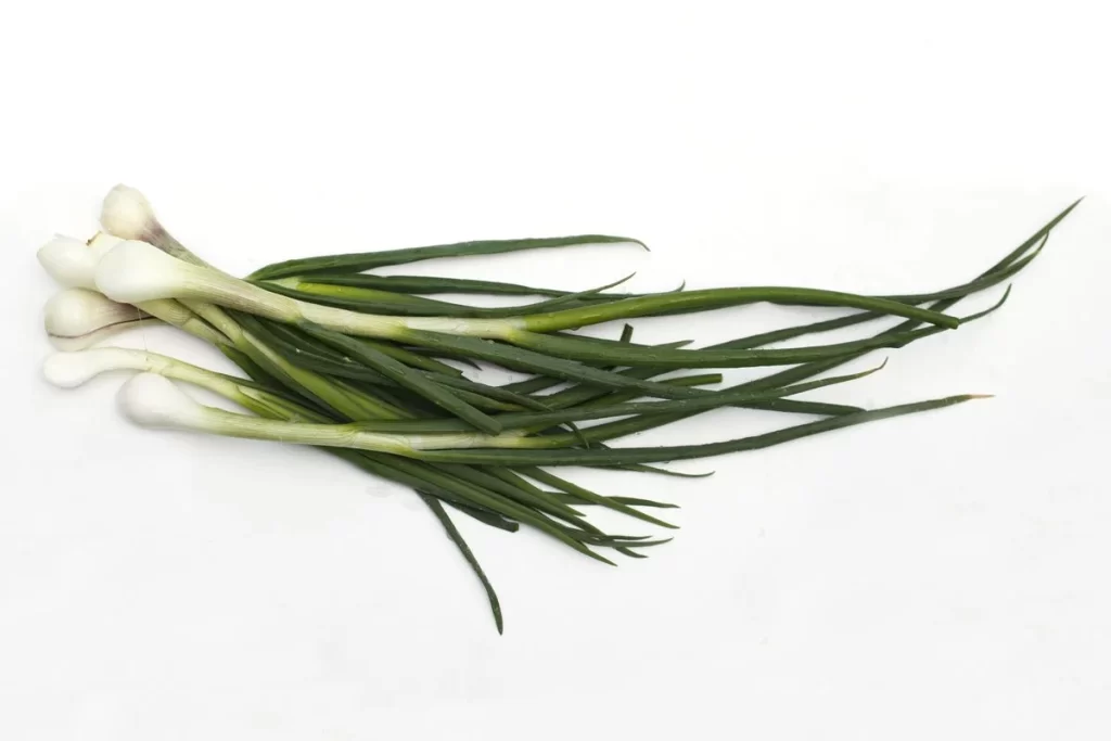 Green Onion White Bulb Long Leaves