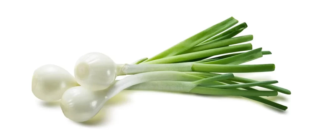 Green Onion White Bulb Long Stem