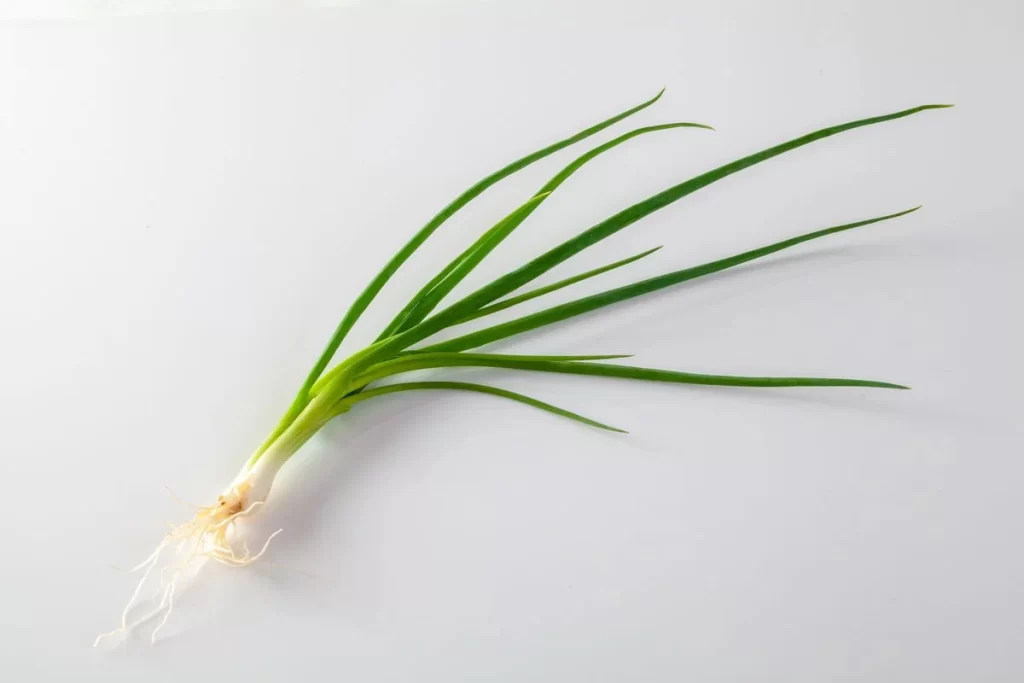 Green Onion White Root Long Leaf