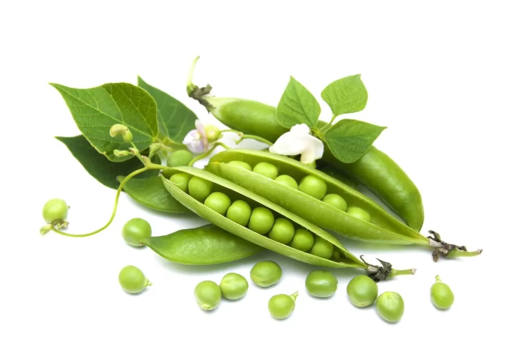 Green Pea Pod Fresh Round Plump