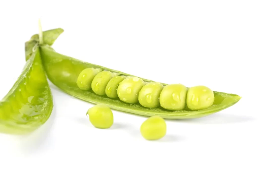 Green Pea Pod Round Fresh